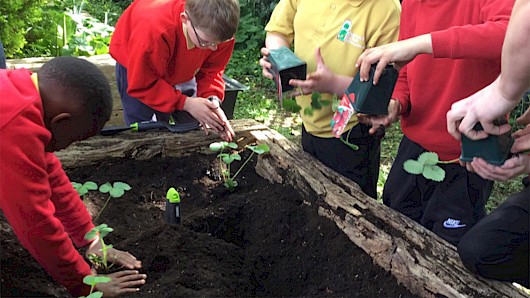 Hero-pic_planting-a-new-set-of-vegetables